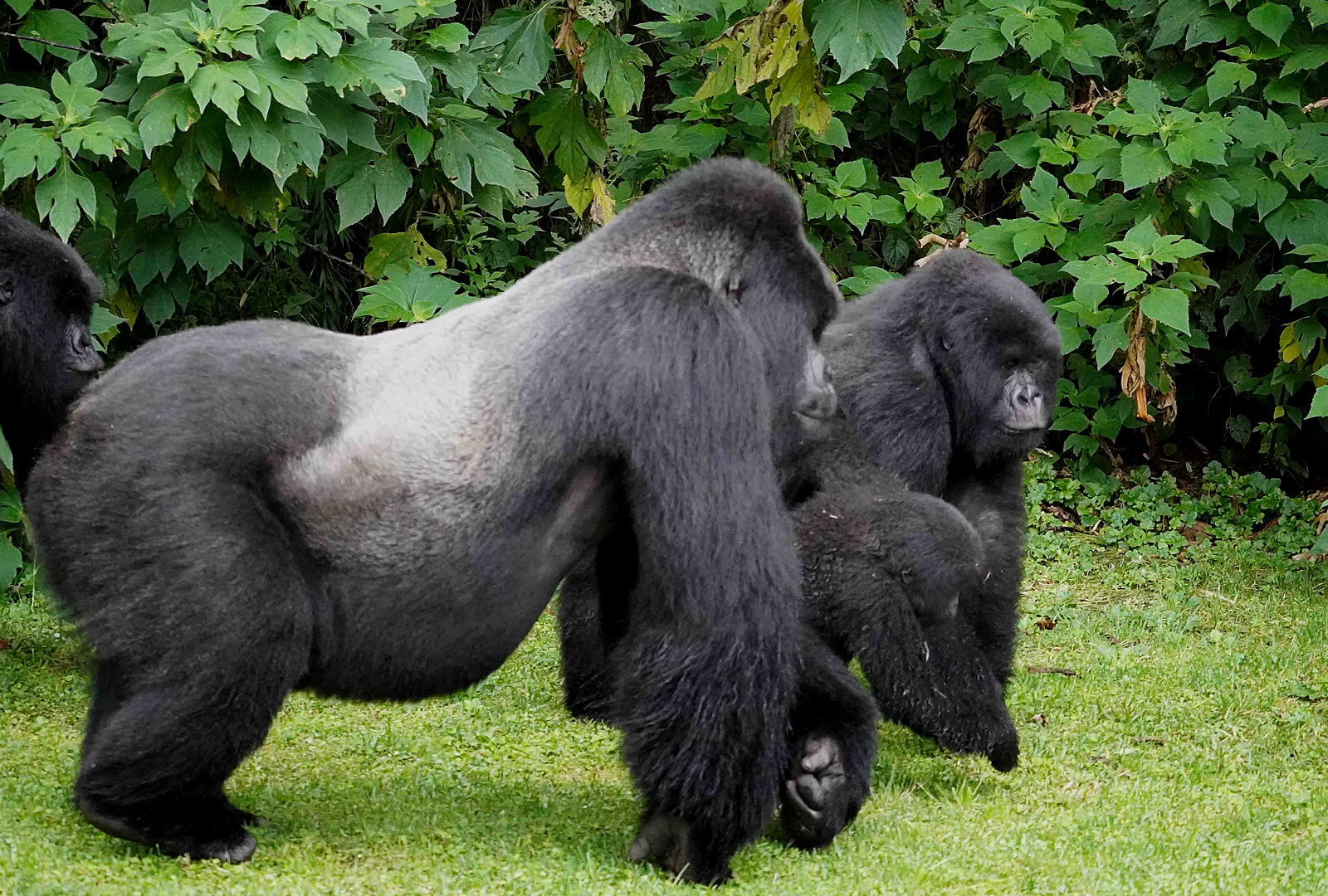 10 Days Gorillas in the Mist  10 Days Gorillas in the Mist