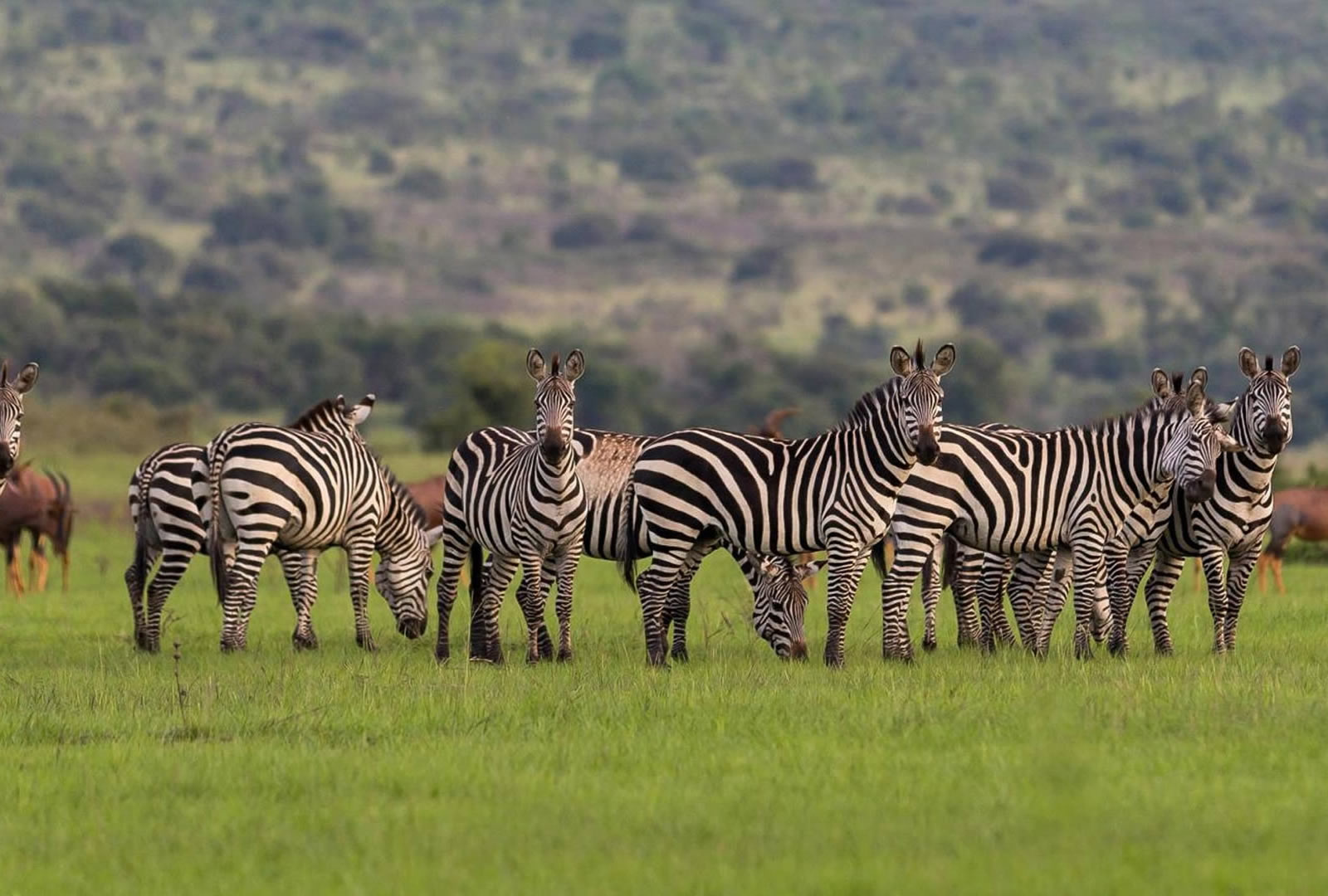 11 Days Spectacular Rwanda 11 Days Spectacular Rwanda