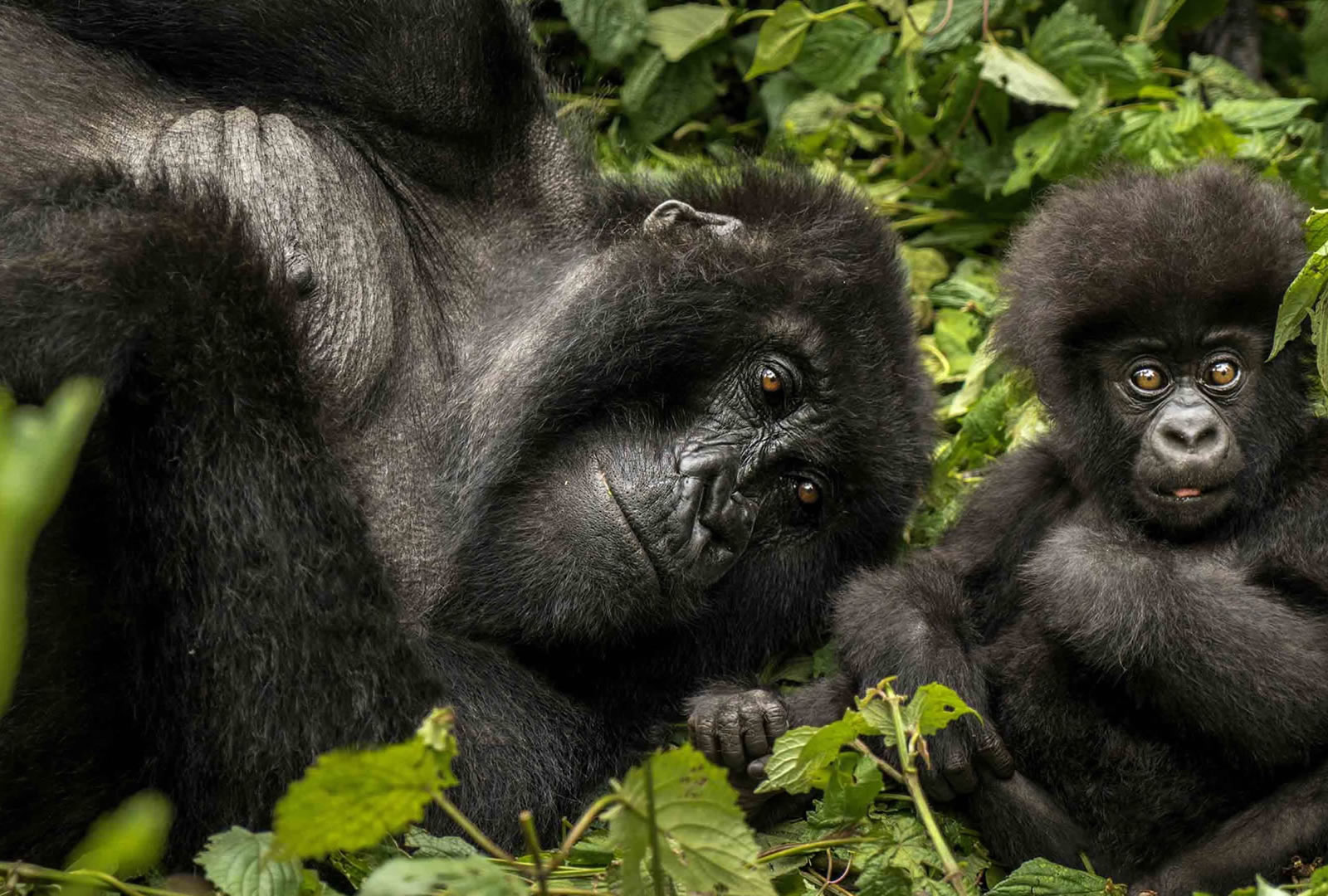 12 Days Legacy Primate Expedition  12 Days Legacy Primate Expedition