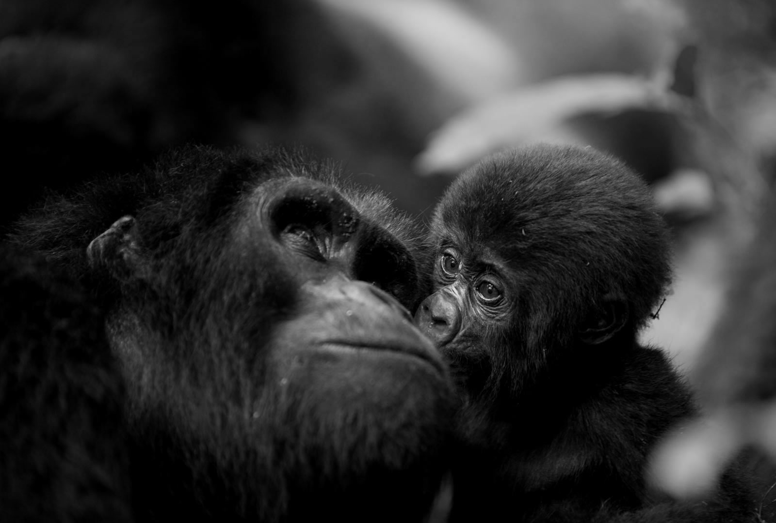 16 Days Uganda & Rwanda Safari 16 Days Uganda & Rwanda Safari