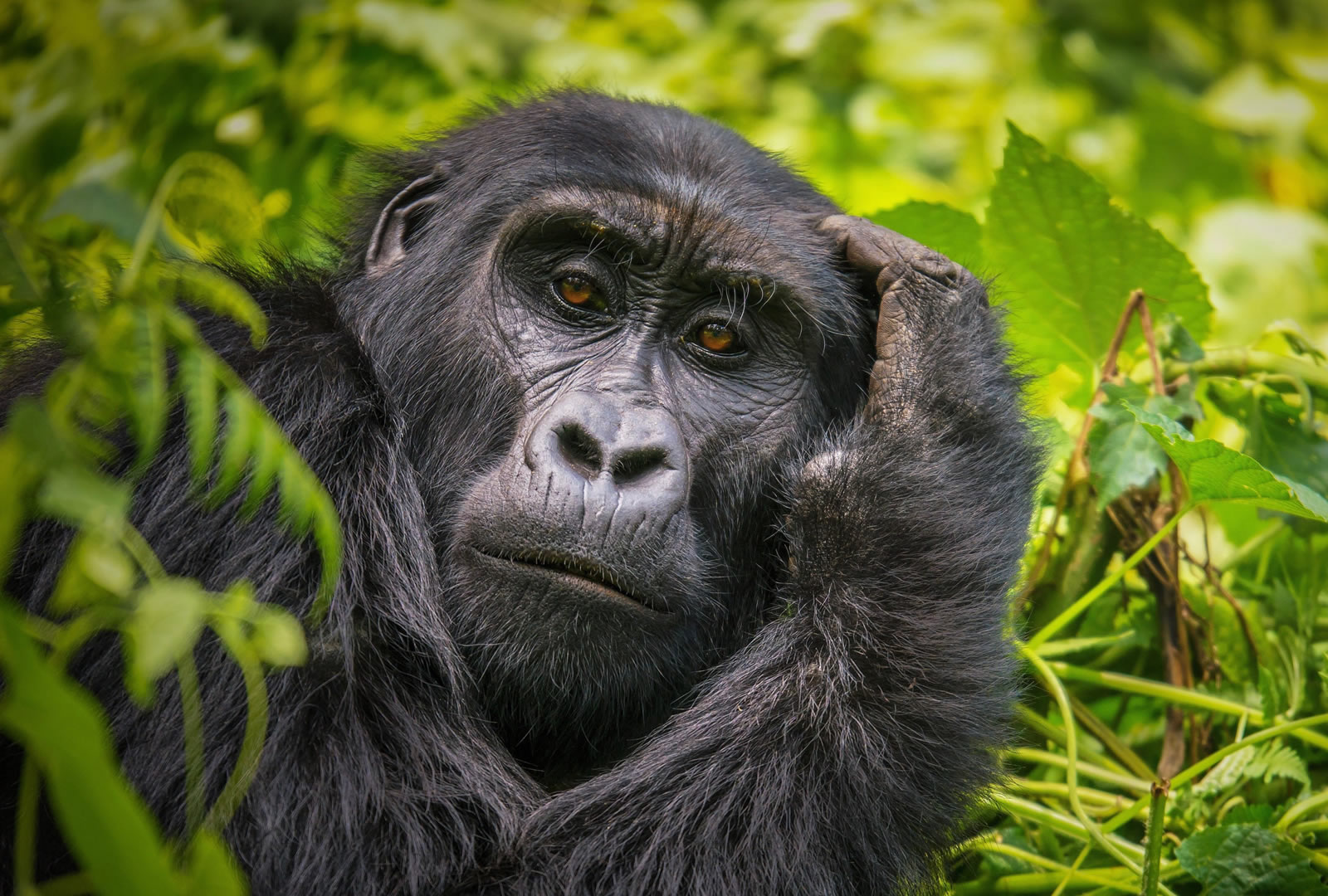 4 Days Bwindi by Air Safari 4 Days Bwindi by Air Safari