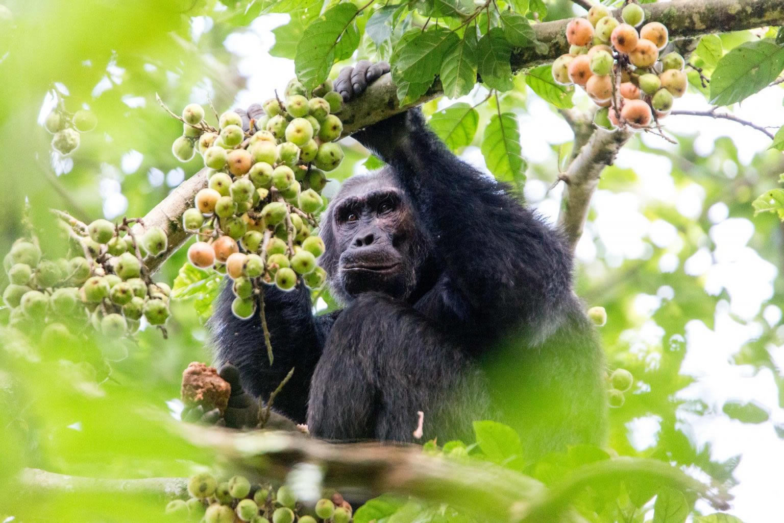 Chimpanzee trekking in Rwanda