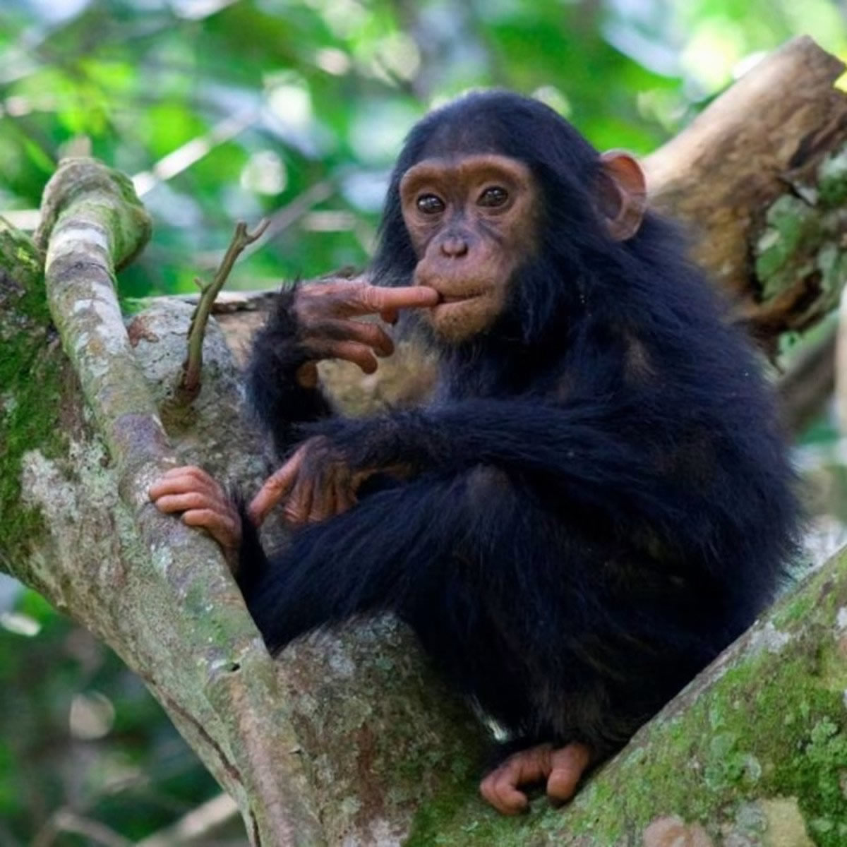 chimpanzee trekking uganda