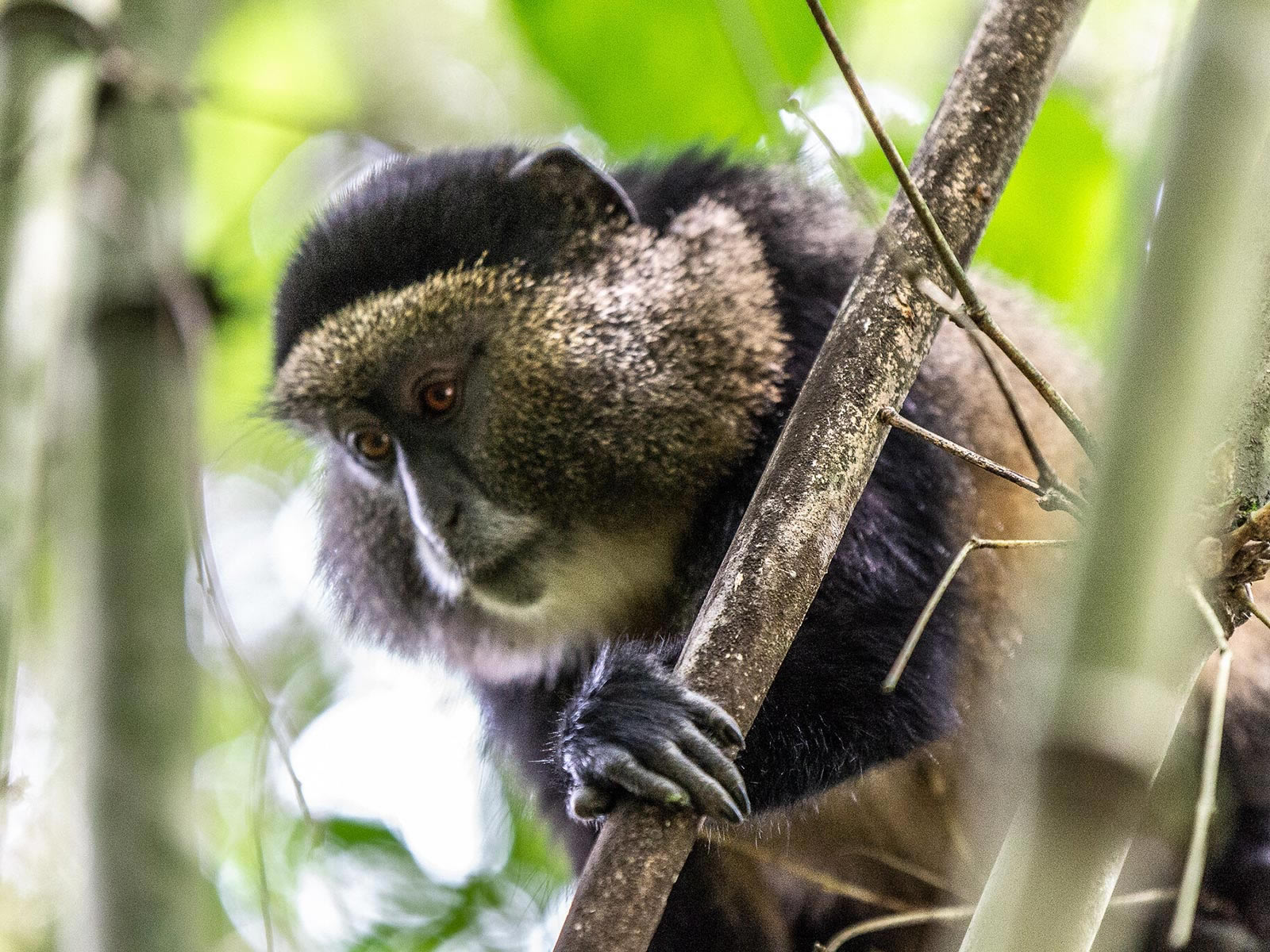 golden monkey tracking uganda