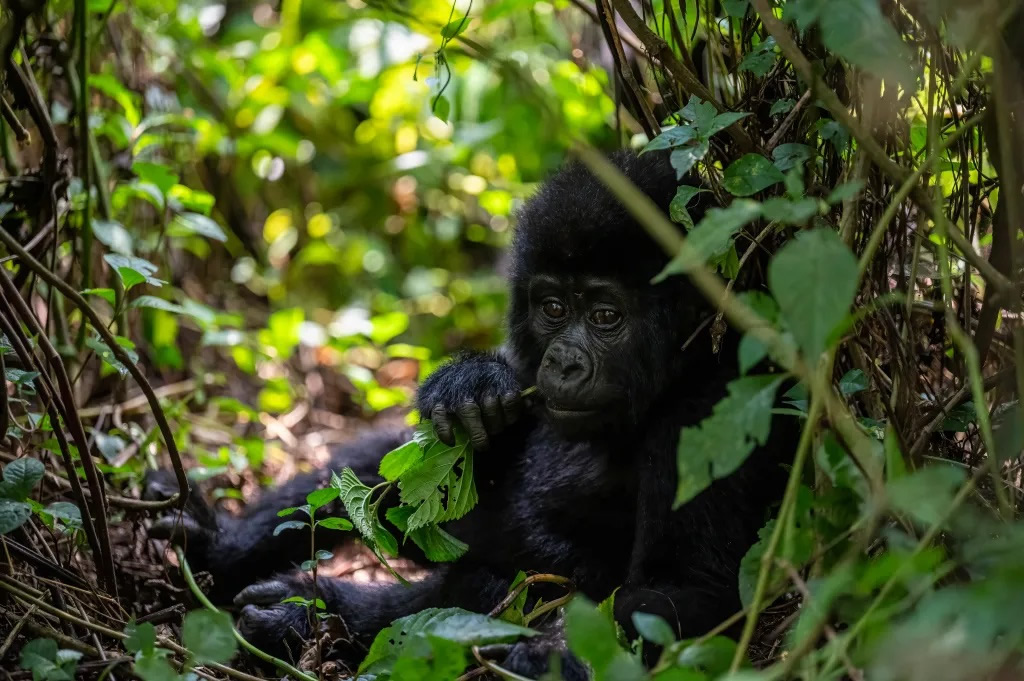 gorilla trekking uganda