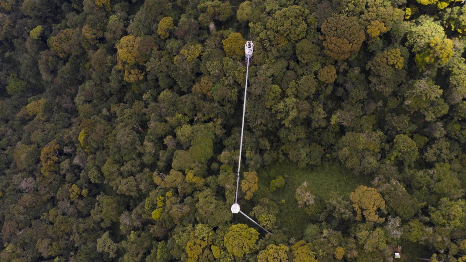 Nyungwe Forest Canopy Walk