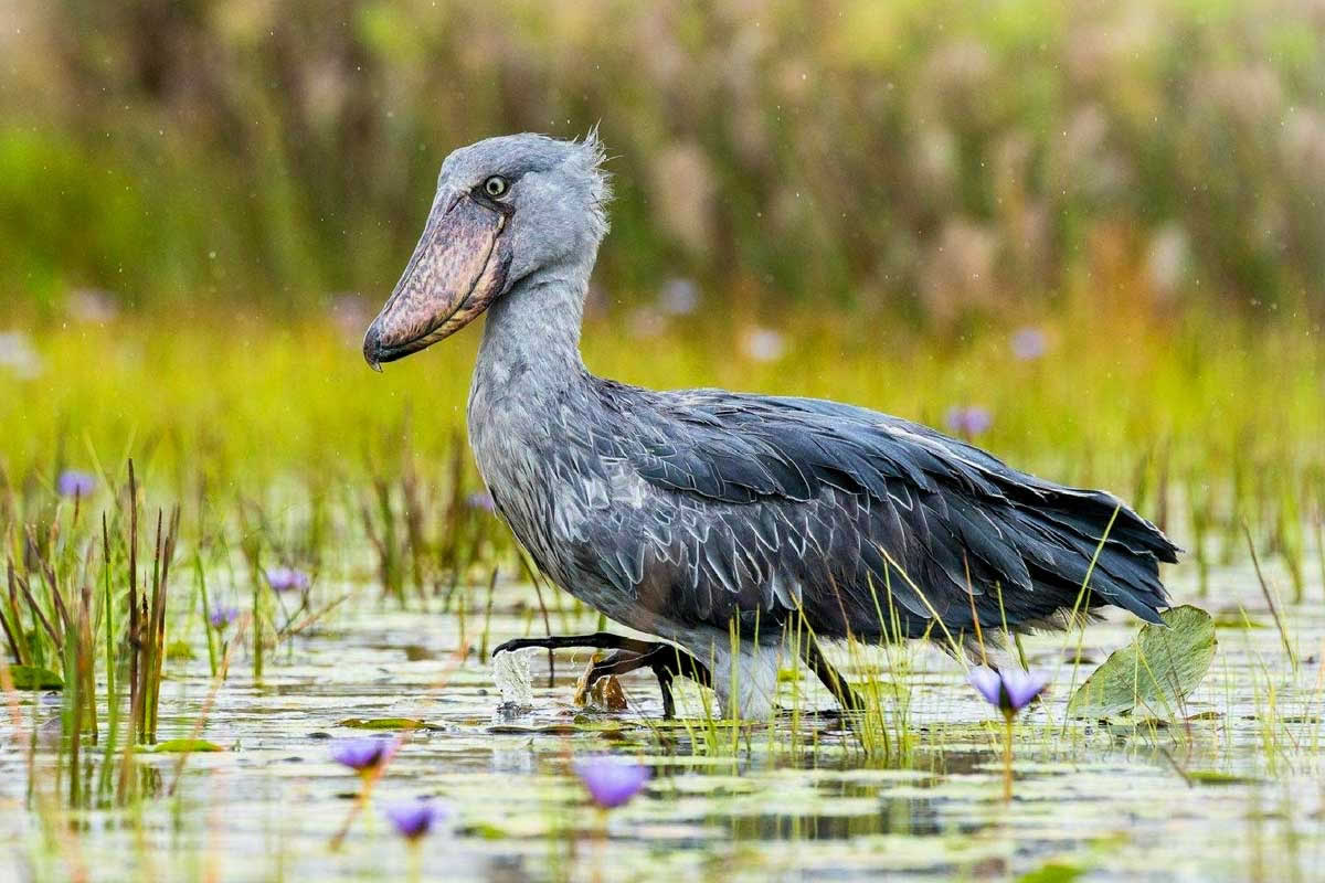 shoe bill stork uganda