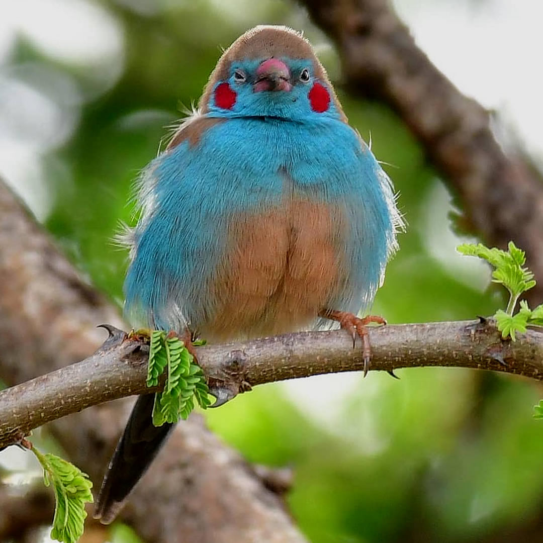 Red-cheeked Cordon-Bleu at the Kidepo Valley National Park