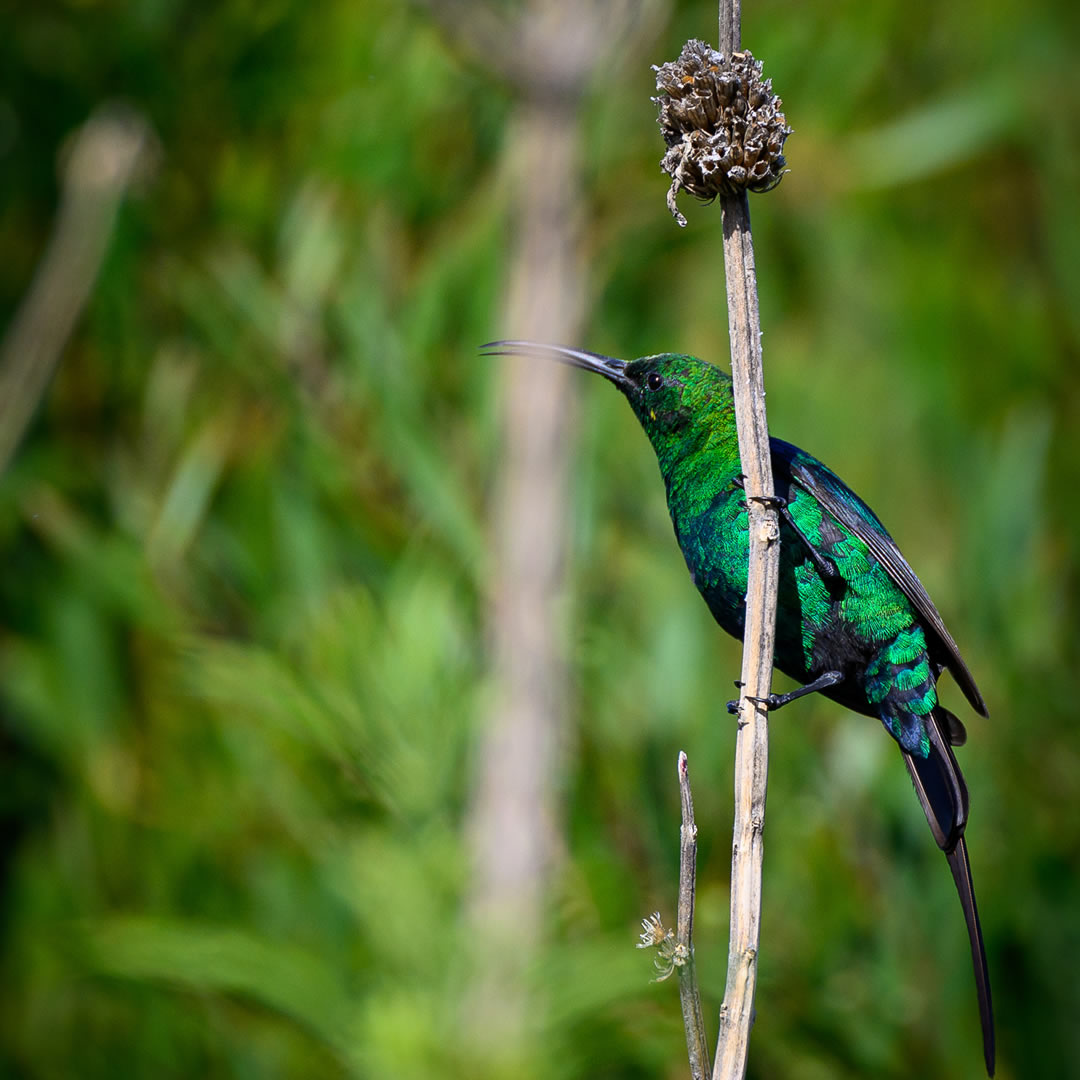 Malachite Sunbird at the Mgahinga Gorilla National Park